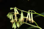 Tall rattlesnakeroot